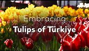 Embracing Tulips of Türkiye | Go Türkiye