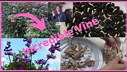 How to Grow Purple Hyacinth Bean Vine - Easy to Grow Flowering Vines