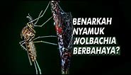 Saat Nyamuk Menjadi Solusi Memberantas Penyakit | Nyamuk Wolbachia