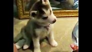 Cute - Confused dogs tilts their heads - PART 1