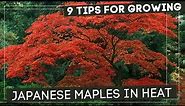 Must Know Tricks For Growing Japanese Maples In Heat!!🍁🍁🍁
