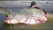 11 BIGGEST Fish Ever Caught
