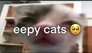 eepy cat compilation