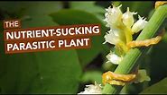 The Nutrient-Sucking Parasitic Plant Known As Devil's Guts, Strangle Weed, & Love Vine