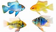 7 Types of Ram Cichlids - Colorful & Rare Species - AquariumNexus