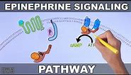 Epinephrine Signaling Pathway