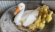 Amazing Pekin Duckling Hatching From Eggs - Nee Baby Duck Born
