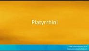 How to pronounce "Platyrrhini".