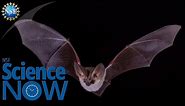 Bat Biology | NSF Science Now