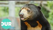 The Cambodian Sun Bear Cub Is The Worlds Smallest Bear | Extraordinary Animals | Our World