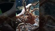 The World's Biggest Spider: Goliath Birdeater Tarantula at Plantasia Tropical Zoo 🕷️