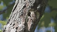 Wren Nesting Habits {Explained!} — Forest Wildlife