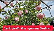 David Austin Rose - Generous Gardener - OUR FAVOURITE PINK CLIMBER