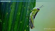 Life Cycle of a Grasshopper: Lesson for Kids