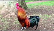Rooster Crowing Compilation Plus - Rooster crowing sounds Effect 2016