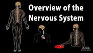 Overview of the Nervous System, Animation