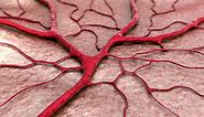 Capillaries: Structure, Function, and Significance