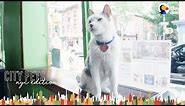 Cat Runs A Real Estate Office In Brooklyn | The Dodo City Pets