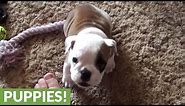 Angry little bulldog throws a hissy fit