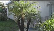How to Grow Robellini Palms - A Great Dwarf Ornamental Palm Tree