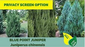 Blue Point Juniper | Juniperus chinensis | Evergreen Conifer