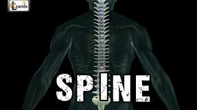 Spine or Vertebral column | Spine bones joints | Human Spine Anatomy 3D animation | Elearnin