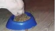 Cat Devouring Food Bowl Meme