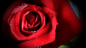 Rajzeri - Mirišu li naše ruže