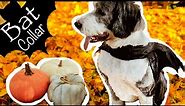 Easy Bat Collar and Cape for Your Dog | DIY Costume for Dogs | Haul-O-Ween of Videos