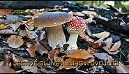 Jestive gljive i njihovi otrovni dvojnici