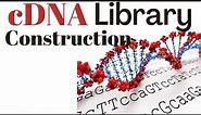 cDNA library construction and screening