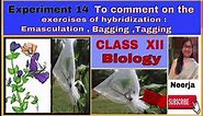 Emasculation,Bagging and Tagging / Experiment 14 / class 12 / spotting / 2022-23 ,Biology/ by Neerja