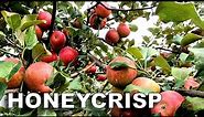LOADED Honeycrisp Apple Tree!!! [How I Saved This Tree]