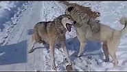Top 10 Moments Kangals Attack Most Dangerous Wild Animals | Kangal Real Fights - Tough Creatures