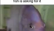 The Fish was asking for it
