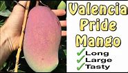Valencia Pride Mango Fruit Tree Grafted - Long, Large & Tasty Mangos