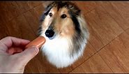 Rough Collie Jessie - Washing and Grooming at Home Difference Before and After