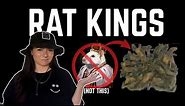 Real Cryptids: RAT KINGS!