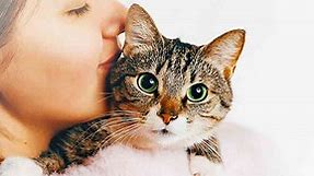 Girl Cat Names - 400 Fabulous Names For Female Felines