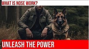 Develop Your German Shepherd's Nose Work Skills