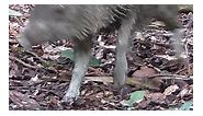 Amazônia em Movimento: Uma Jornada Diurna e Noturna pela Natureza Selvagem. Esse vídeo parece incrível! A Amazônia é um dos lugares mais ricos em biodiversidade do mundo, e capturar imagens da vida selvagem em seu habitat natural é uma oportunidade única. É ótimo ver animais como caititu, paca, veado-roxo, porco queixada, cutia, anta e tatu em liberdade, assim como aves como inhambu-serra e mutum-cavalo. A utilização de câmeras de caça com visão noturna e infravermelho proporciona uma visão comp