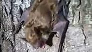 Bat Sounds in my Attic? Listen to brown bat vocalization noise. Dayton Bat Control and Pest Removal