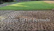 Planting TifTuf bermuda Grass Plugs from Sod Using the ProPlugger
