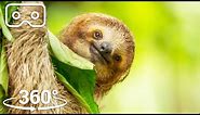 Three-Toed Sloth Survives 6m Fall From The Treetops | VR 360 | Seven Worlds, One Planet