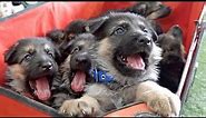 THE CUTEST German Shepherd Puppies Ever!!