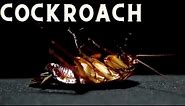 Wood Roach VS Cockroach