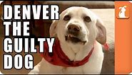 Denver the Guilty Dog - Memed