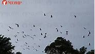 Rare sighting of large colony of flying foxes in Singapore on World Environment Day