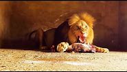 Feeding Day! What do Lions, Black Leopards and Hyenas eat? | The Lion Whisperer