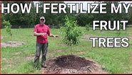 How and when to fertilizing fruit trees